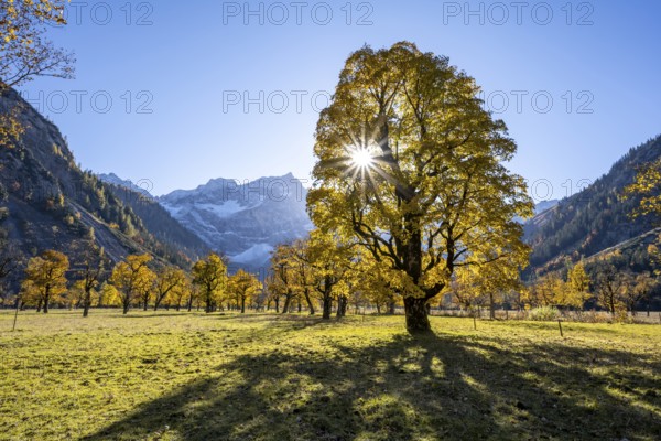 Sycamore maple with autumnal yellow foliage and sun star, large maple base in autumn, rocky