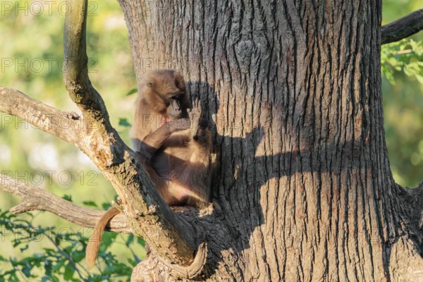 A young gelada (Theropithecus gelada) sits high in a tree in a forked branch and preens itself. A