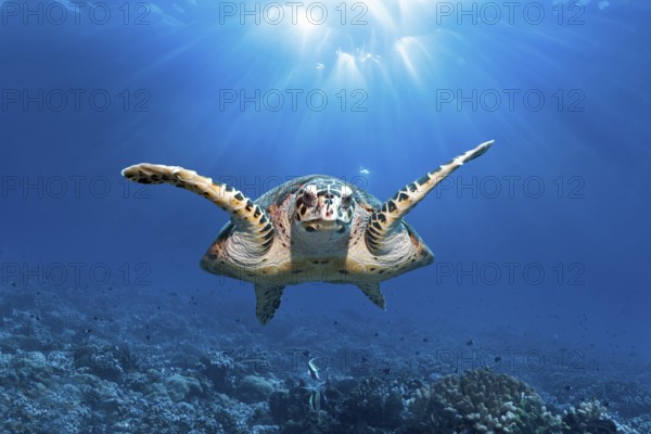 Green Turtle (Chelonida mydas) swimming in backlight over coral reef, Fakarava Atoll Biosphere