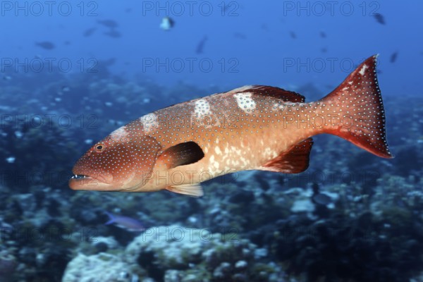 Leopard trout perch (Plectropomus leopardus), adult, Tuamotu Archipelago, French Polynesia, South