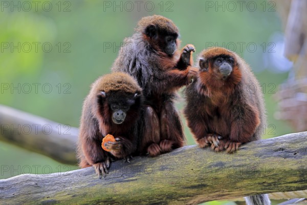 Coppery titi (Plecturocebus cupreus, Syn.: Callicebus cupreus), three coppery titi, group, feeding,
