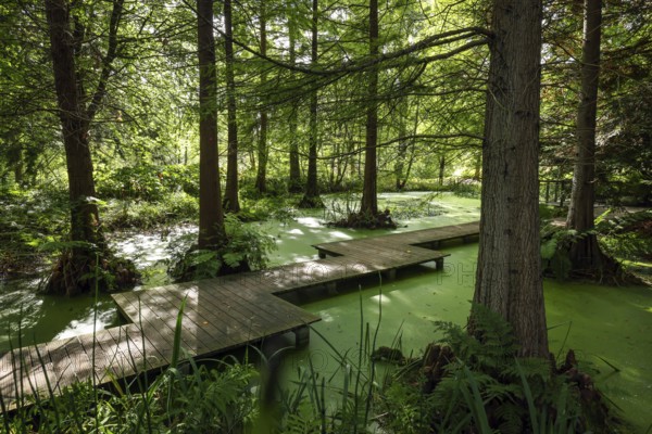 Bochum, North Rhine-Westphalia, Germany - Swamp cypresses in the tertiary pond, Botanical Garden of