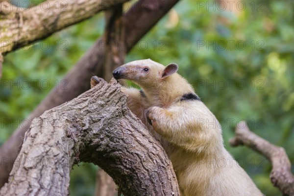 One southern tamandua (Tamandua tetradactyla), climbs up a tree in a forest