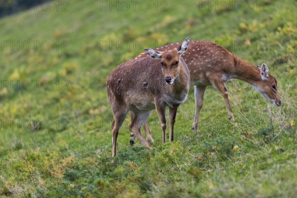 Two female Manchurian sika deer or Dybowski's sika deer (Cervus nippon mantchuricus or Cervus