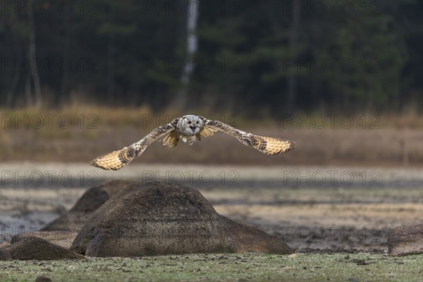 One Siberian Eagle Owl (Bubo bubo sibiricus) flying over a dry lakeshore on an autumnal misty cold