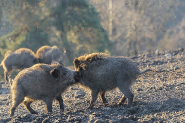 Two young wild boars (Sus scrofa) play fighting and dominance on a frozen field on a sunny day. A