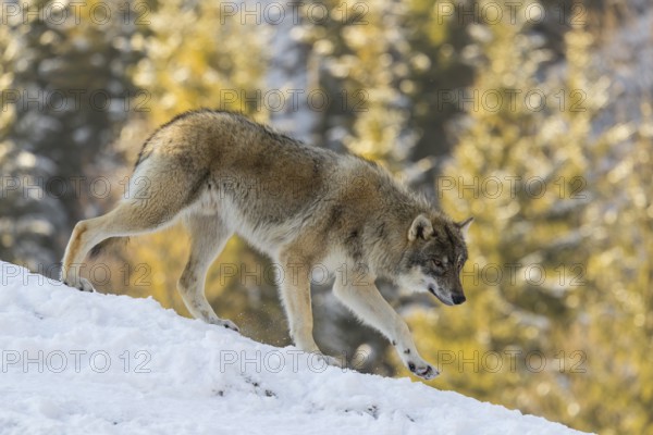 A young grey wolf (Canis lupus lupus) runs across the sloping, snow-covered meadow at the edge of a