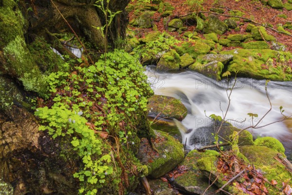 Kleine Ohe creek below Waldhaeuser village in the Bavarian Forest Nationalpark. Flowing water,