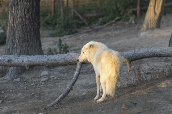 One Hudson Bay wolf (Canis lupus hudsonicus) walking over a dry forest floor. Some logs in the
