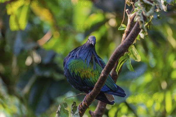 Nicobar Pigeon, Caloenas nicobarica, Nicobar Islands sits on a twig in a forest