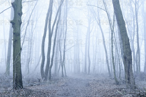 Hiking trail through deciduous forest in fog and frost, Freyburg (Unstrut), Saxony-Anhalt, Germany,