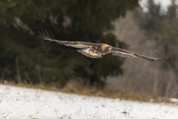 One golden eagle (Aquila chrysaetos) flying over a snowy meadow. A forest in the background.