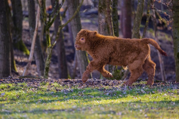One Highland calf (Bos (primigenius) taurus) runs over a meadow