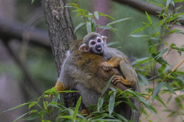 One female Central American squirrel monkey, Saimiri oerstedii, carrying her baby. Green vegetation