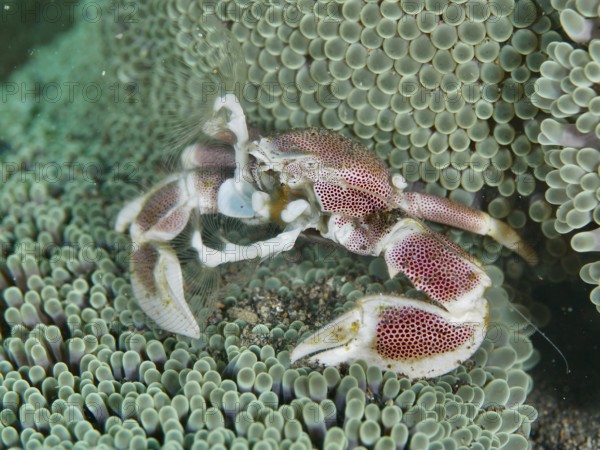 A porcelain crab, spotted porcelain crab (Neopetrolisthes maculatus), in a green sea anemone, dive