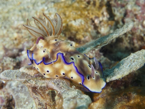 Exotic nudibranch with blue edges and brown patterning, magnificent star snail (Hypselodoris