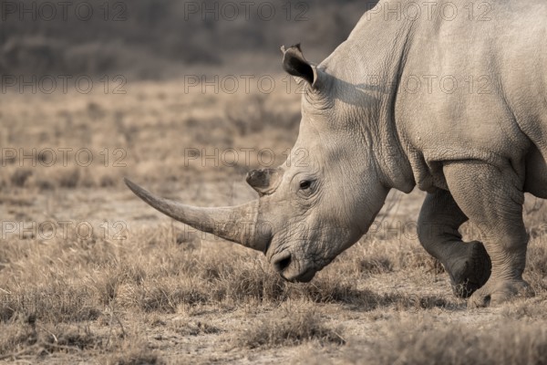 Southern white rhinoceros (Ceratotherium simum simum), animal portrait, Khama Rhino Sanctuary,