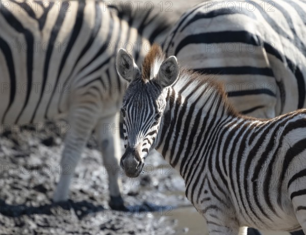 Plains Zebra (Equus quagga), young animal, animal portrait, Khama Rhino Sanctuary, Serowe,