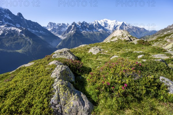 Mountain landscape with alpine roses, mountain panorama of the Mont Blanc massif with glaciated