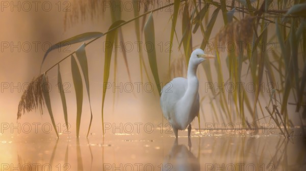 Great White Egret (Ardea alba) Winter visitor, migratory bird, light, resting bird, sunrise, reed