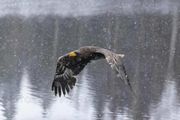 One young Steller's sea eagle (Haliaeetus pelagicus) flying over a lake while snow is falling. A