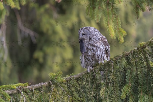 One tawny owl or brown owl (Strix aluco) sitting on a branch of a spruce tree, feeding on a mouse