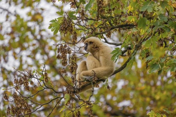 A White-handed gibbon, Hylobates lar, climbs in a tree