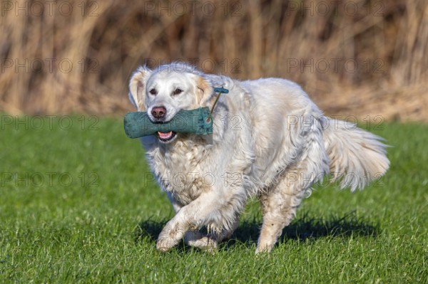 Golden retriever, gun dog with cream coloured coat running with training dummy in field