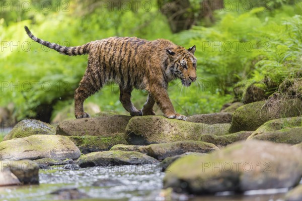 One young female Siberian Tiger, Panthera tigris altaica, walking thru the cool fresh water of a