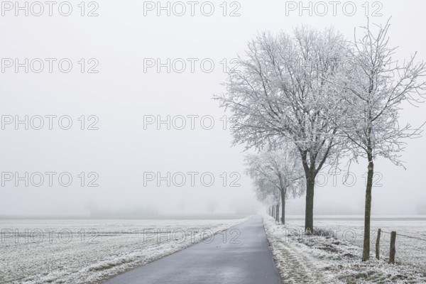 A snow-covered road stretches under foggy, frost-covered trees in the distance, Schöppinger Berg