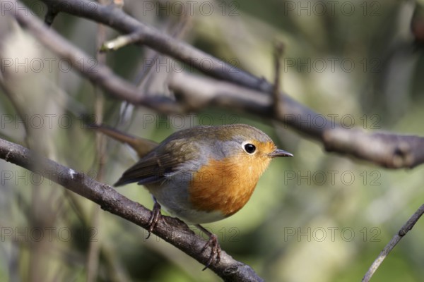 Robin (Erithacus rubecula), close-up, songbird, plumage, tree, The robin with its typical