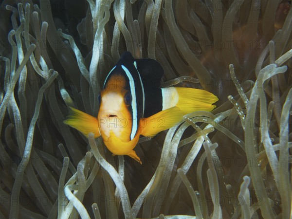 A Clark's anemonefish (Amphiprion clarkii) between long tentacles of a sea anemone, dive site