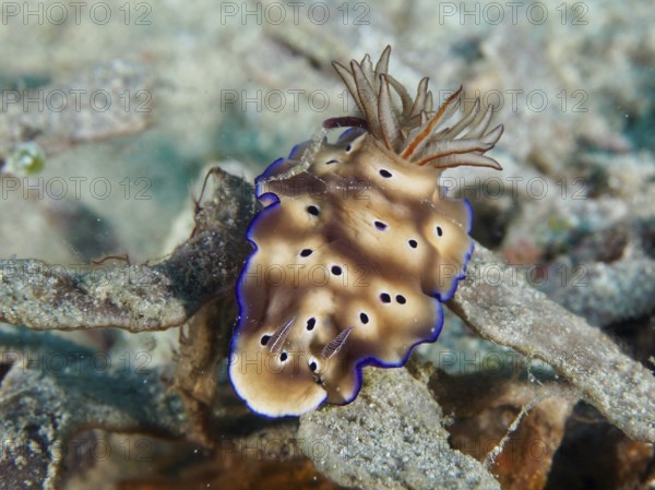 Nudibranch in shades of brown with blue edges, magnificent star snail (Hypselodoris tryoni), on