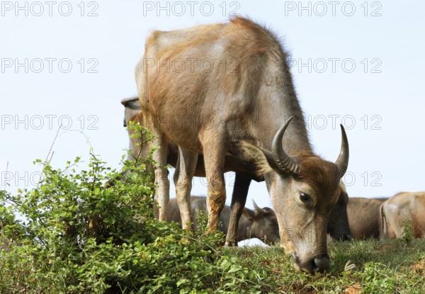 Water buffalo grazing, young animal, Kataragama, Uva Province, Sri Lanka, Asia