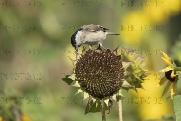 Marsh tit (Poecile palustris) adult bird on a garden sunflower plant seedhead in summer England,