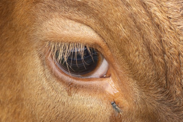 Domestic cattle or cow (Bos taurus) adult farm animal close up of its eye with a fly, England,