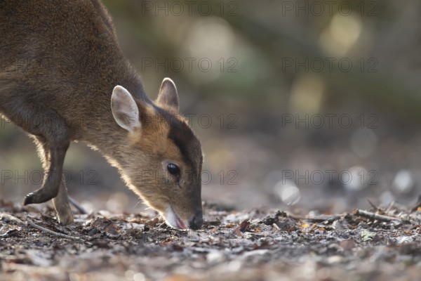 Muntjac deer (Muntiacus reevesi) adult animal feeding on a woodland floor, England, United Kingdom,