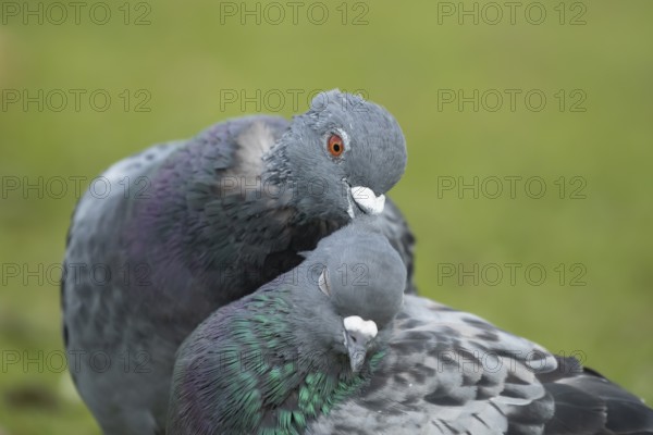 Feral pigeon (Columba livia domestica) two adult dove birds performing their courtship love