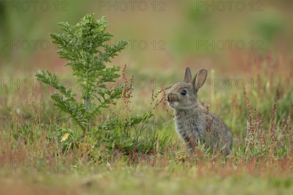 Rabbit (Oryctolagus cuniculus) wild juvenile baby animal feeding in grassland in the summer,