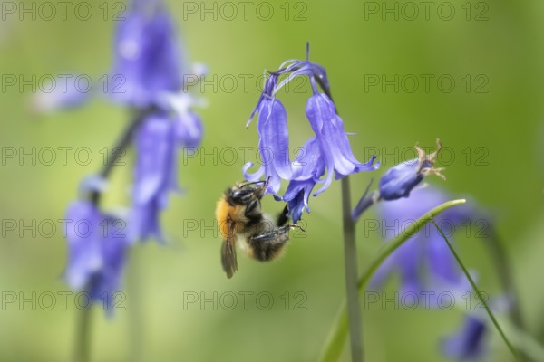 Common carder bee (Bombus pascuorum) adult insect feeding on a Bluebell flower in a woodland in