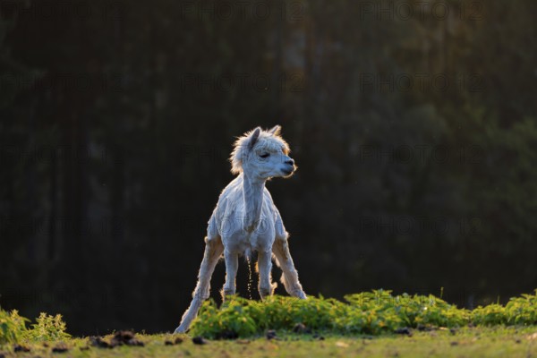 One freshly shorn alpaca (Vicugna pacos) stands in a meadow in front of a dark forest and urinates,