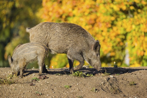 A young wild boar and a piglet (Sus scrofa), run across a clearing in hilly terrain in search of