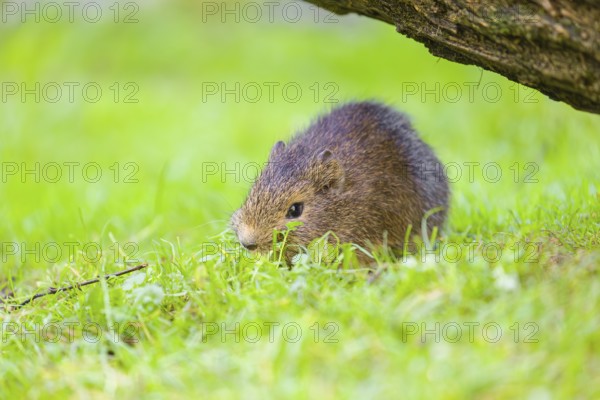 A young Brazilian guinea pig (Cavia aperea) grazes on a green meadow