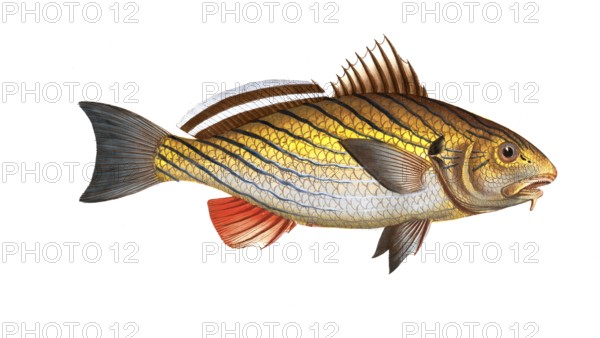 Fish, fish, genus of the umber family, Sciaena cirrosa, the Bartumber, the bearded Umber,