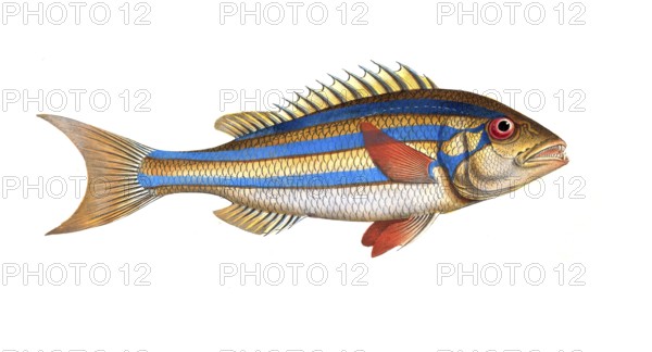 Fish, Fish, Sea bream family, Sparus vittatus, Historical, digitally restored reproduction from a