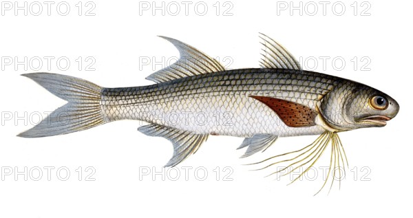 Fish, Fish, Genus of threadfins, Polynemus plebeius, Historical, digitally restored reproduction