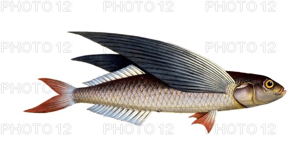 Fish, Flying fish, genus flying fish, Exocoetus evolans, the high-flyer, the Flying-Fish,