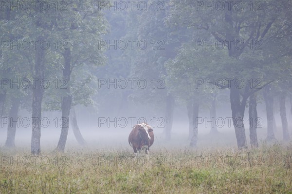 A Holstein Friesian cow stands grazing on a meadow with trees on a foggy day. Eng Valley, Austria,