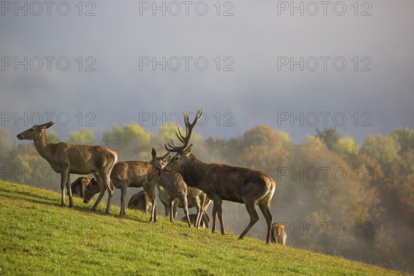 A herd of red deer (Cervus elaphus) stands in a meadow, A forest with autumn leaves can be seen in