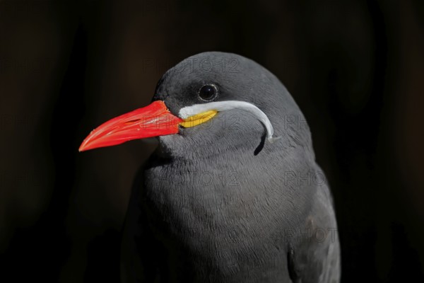 Inca Tern (Larosterna inca), adult, portrait, South America